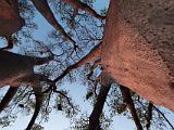 Africa 132 : Africa, Baobab, Botswana, Evening Glow, Makgadikgadi, Nature, Trees